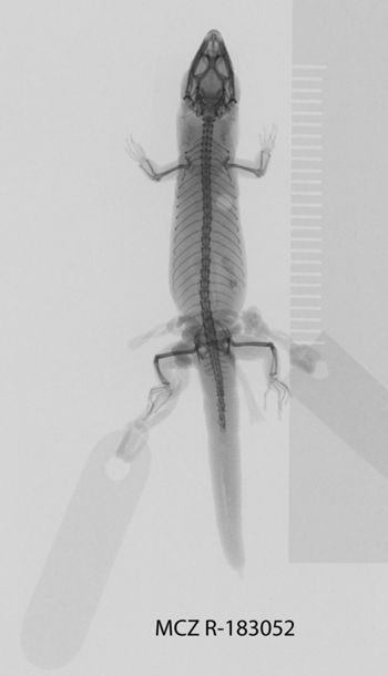 Media type: image;   Herpetology R-183052